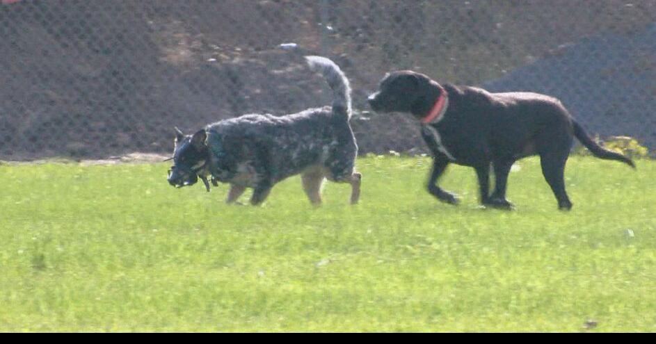10-year-old opens first dog park in Glenwood City | News