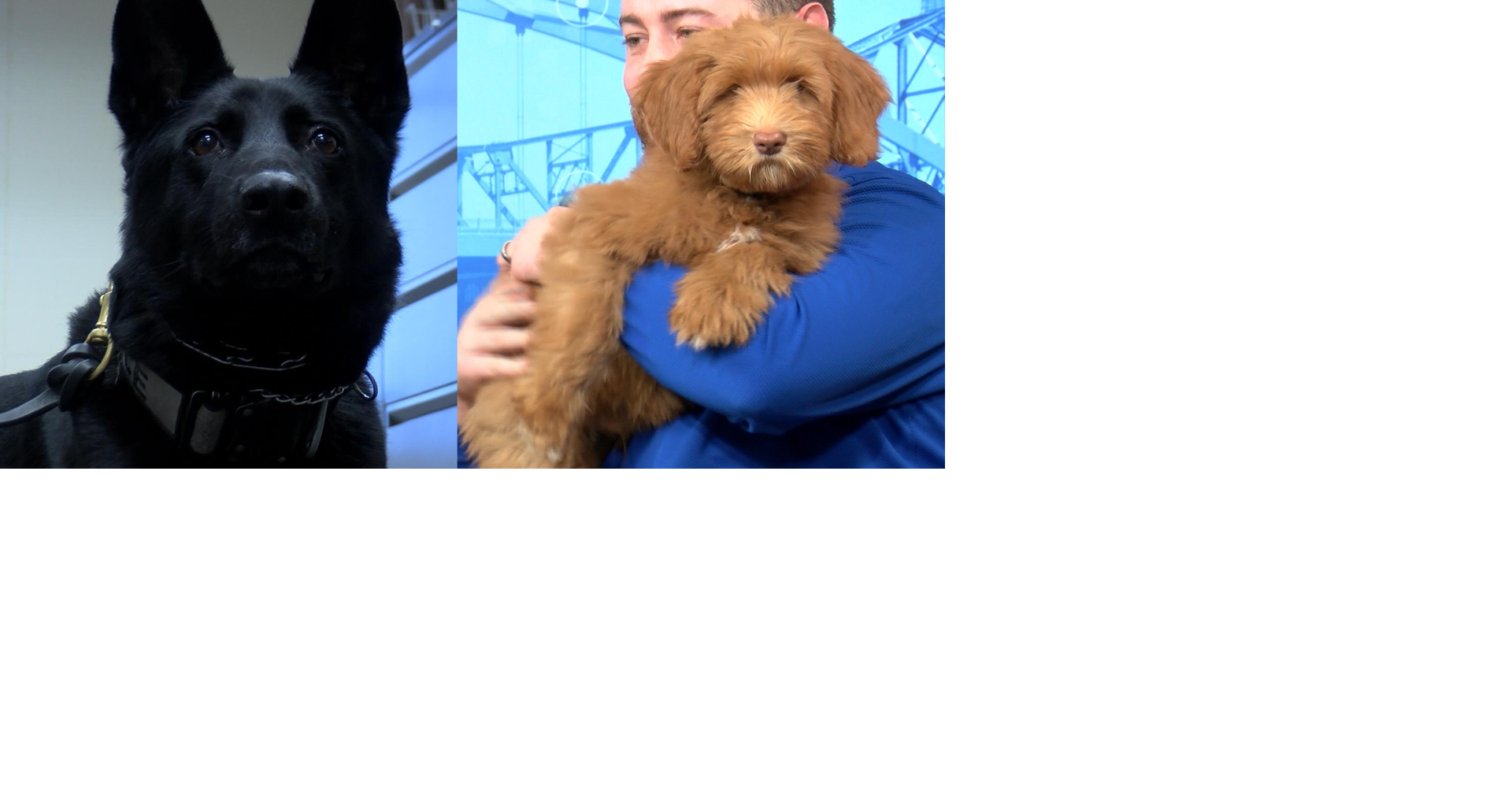 Area police departments using dogs in several ways | News | wxow.com