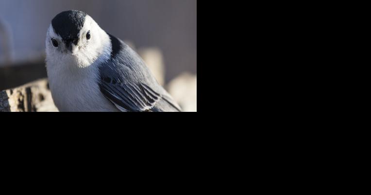 Mild Winter Affecting Birds' Eating Habits - Vimarsana News