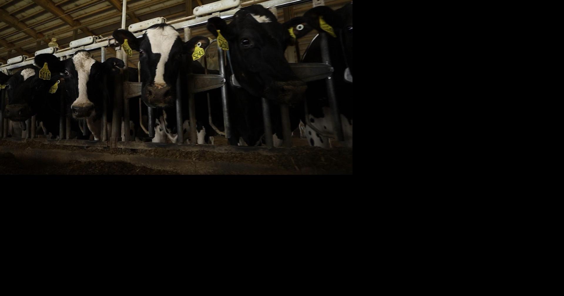 Hawk High Dairy Farm set to host Monroe County Dairy Breakfast News