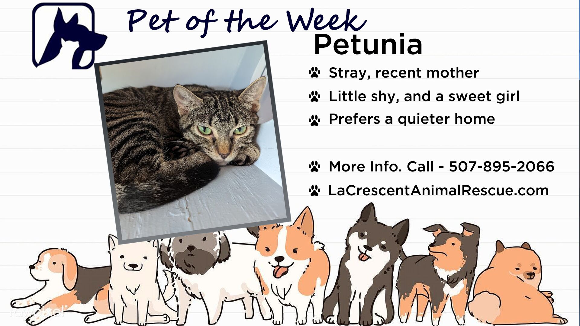 Pet of the Week: Petunia!