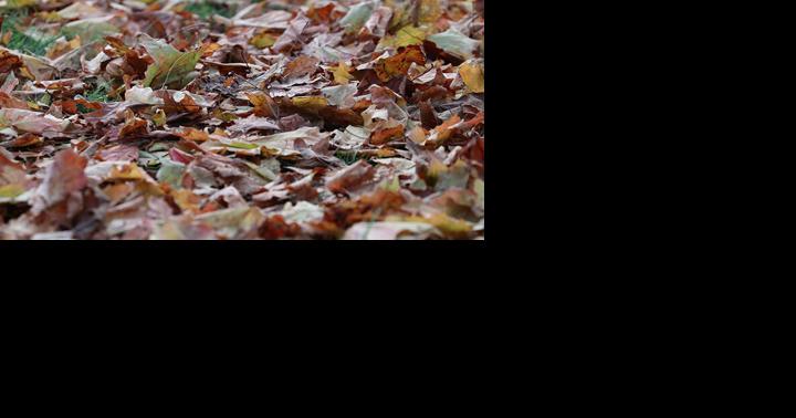 La Crosse urging homeowners to "Leaf It" this fall - Vimarsana News