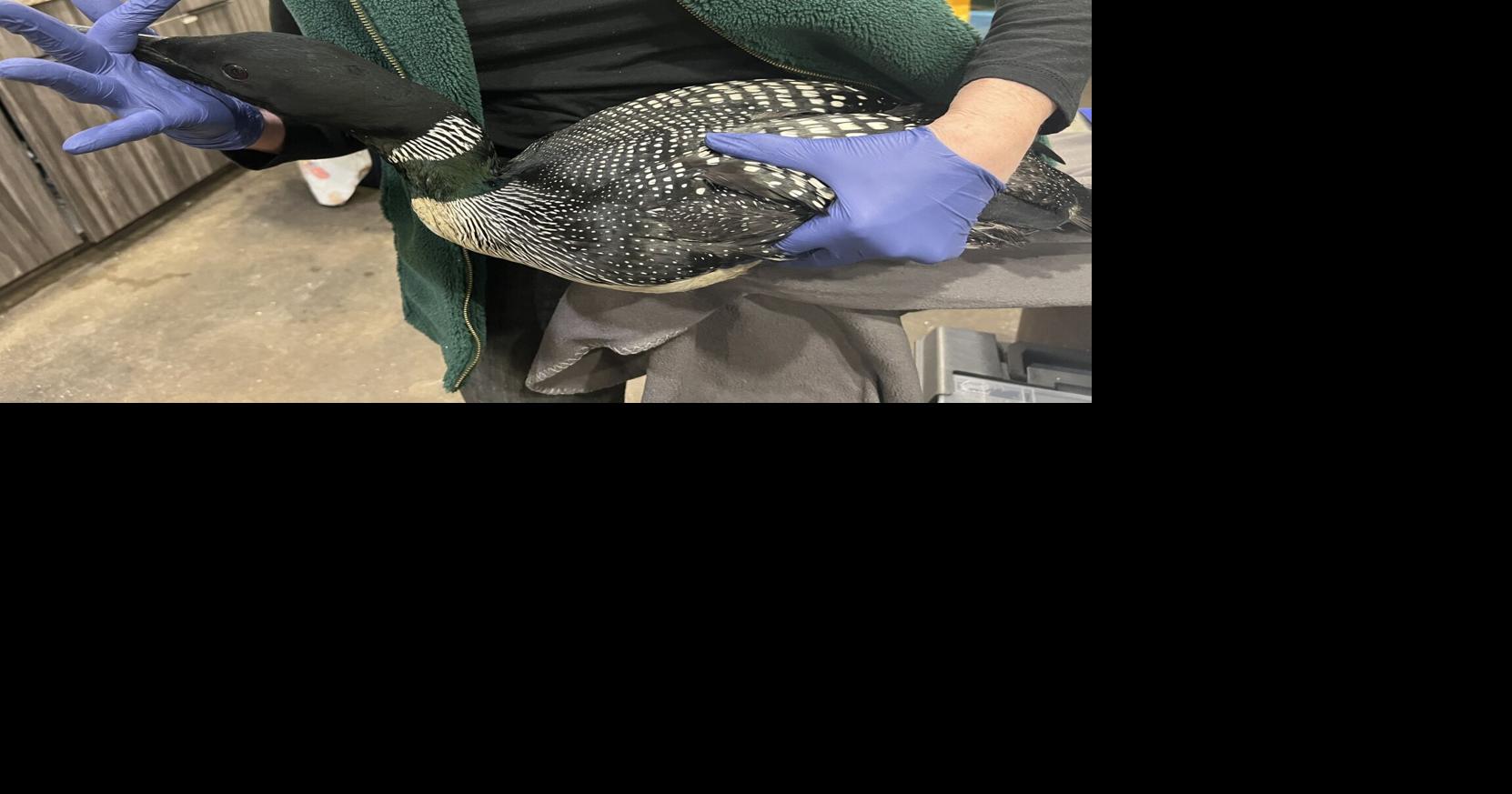 Loons need your help as rain and cold is making them fall out of the ...