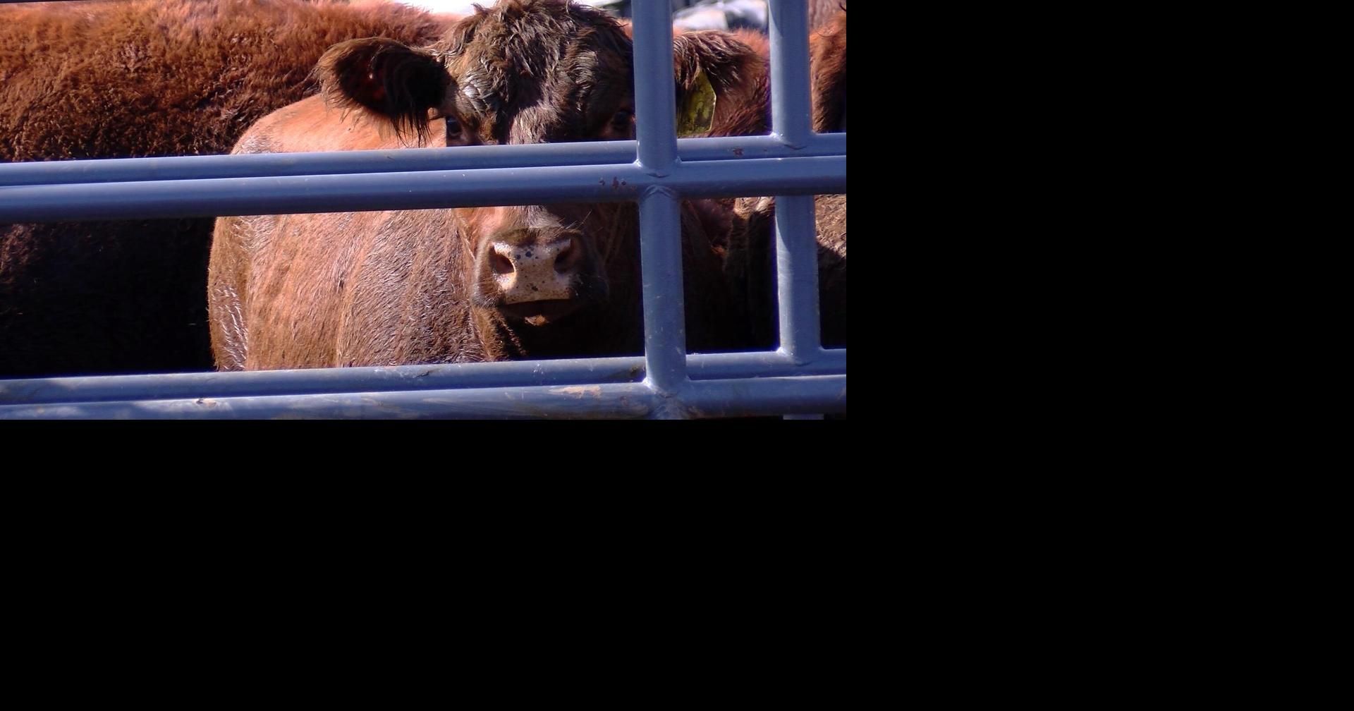 Sparta man arrested for cattle theft in Jackson County | Crime and ...