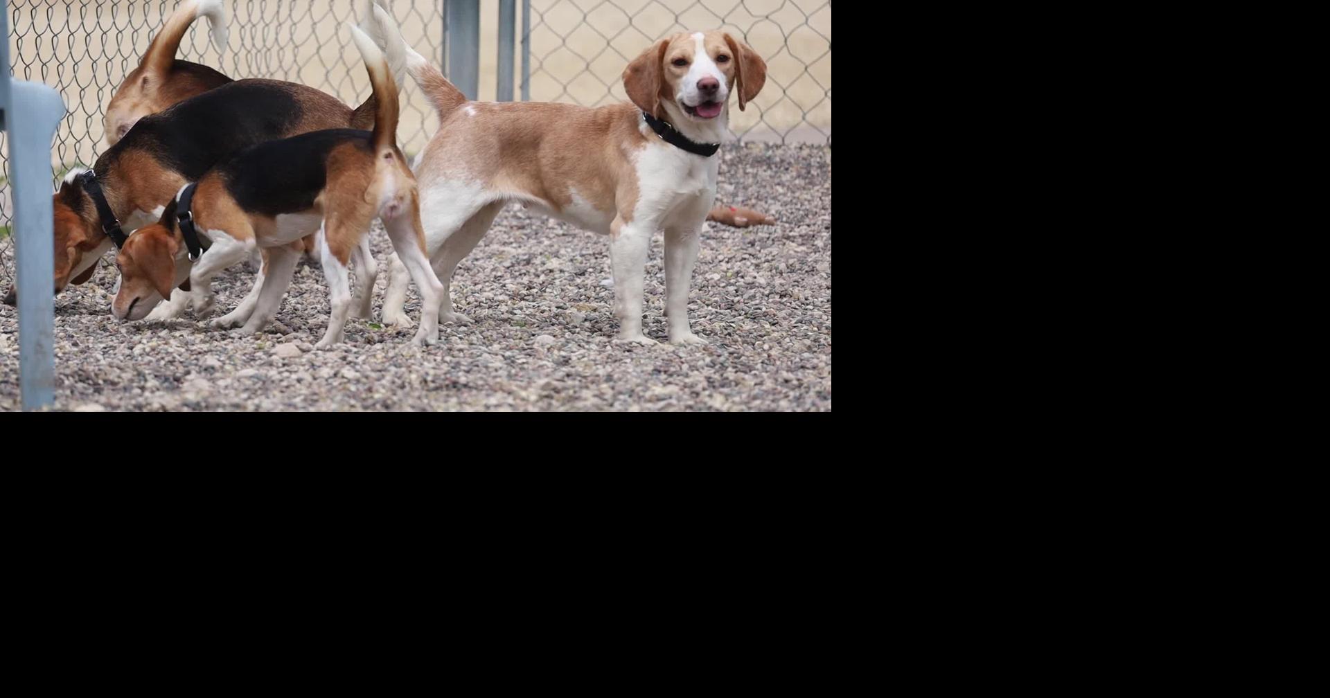 Winona Area Humane Society asks for community support after taking in 20 rescued beagles