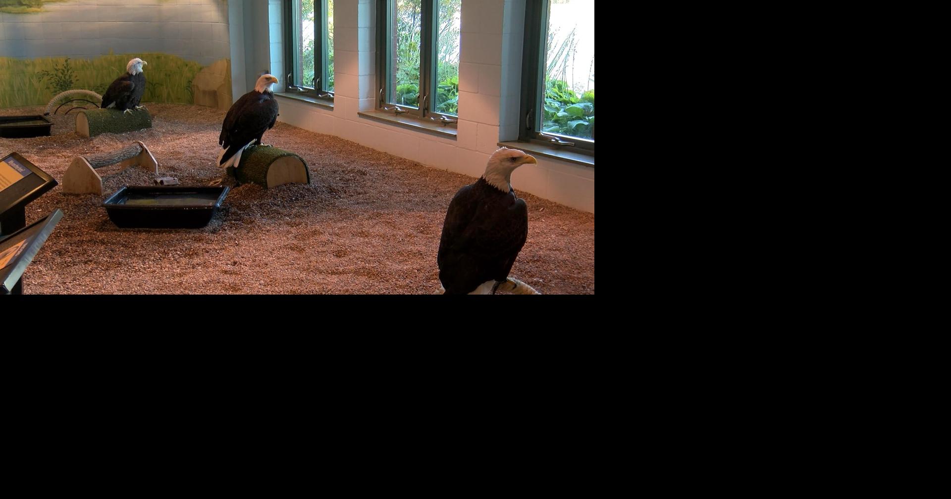 The National Eagle Center to start phase 1 of $27M expansion | News ...
