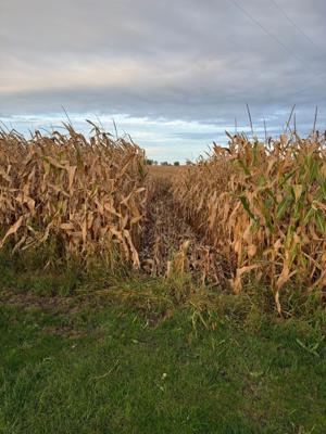 UTV Joyride Suspected in Vernon County Crop Damage