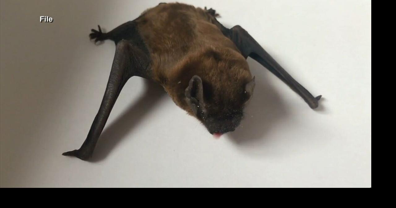 Got a bat in your house? Here's what to do Video