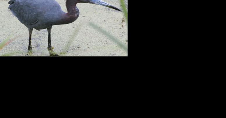 Rare birds spotted across Wisconsin - Vimarsana News