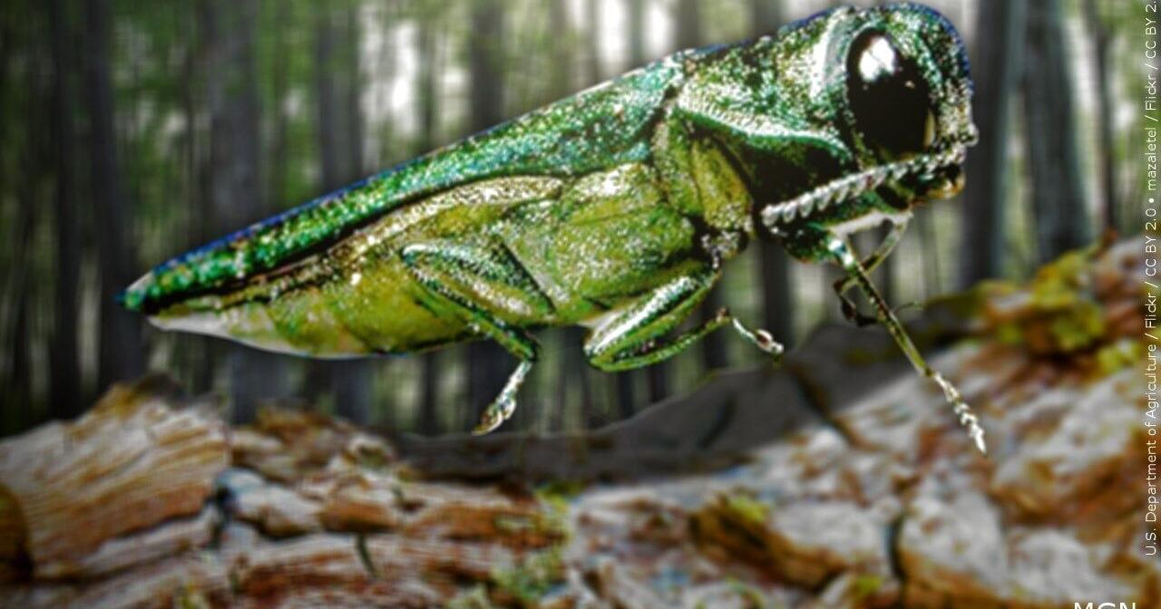 Invasive emerald ash borer is now in all but 1 Wisconsin county - Vimarsana News