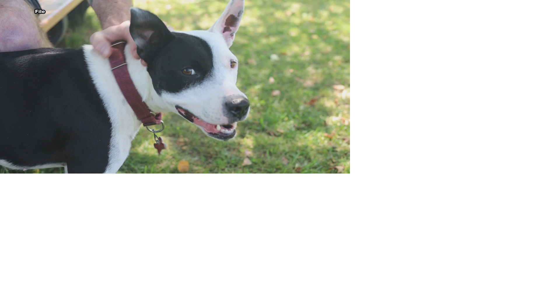 Fun fall events purrr-fect for pet lovers