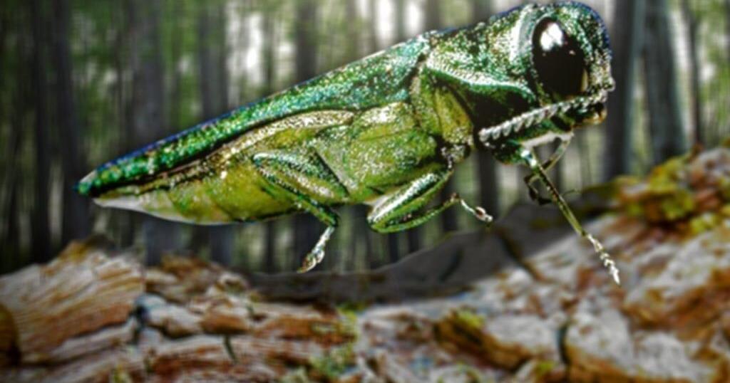 State money to fight EAB is going to SE Minnesota - Vimarsana News