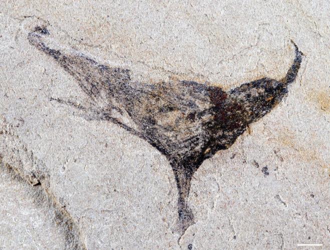 Ancient Fossils Unveil Secrets of China's Distant Past