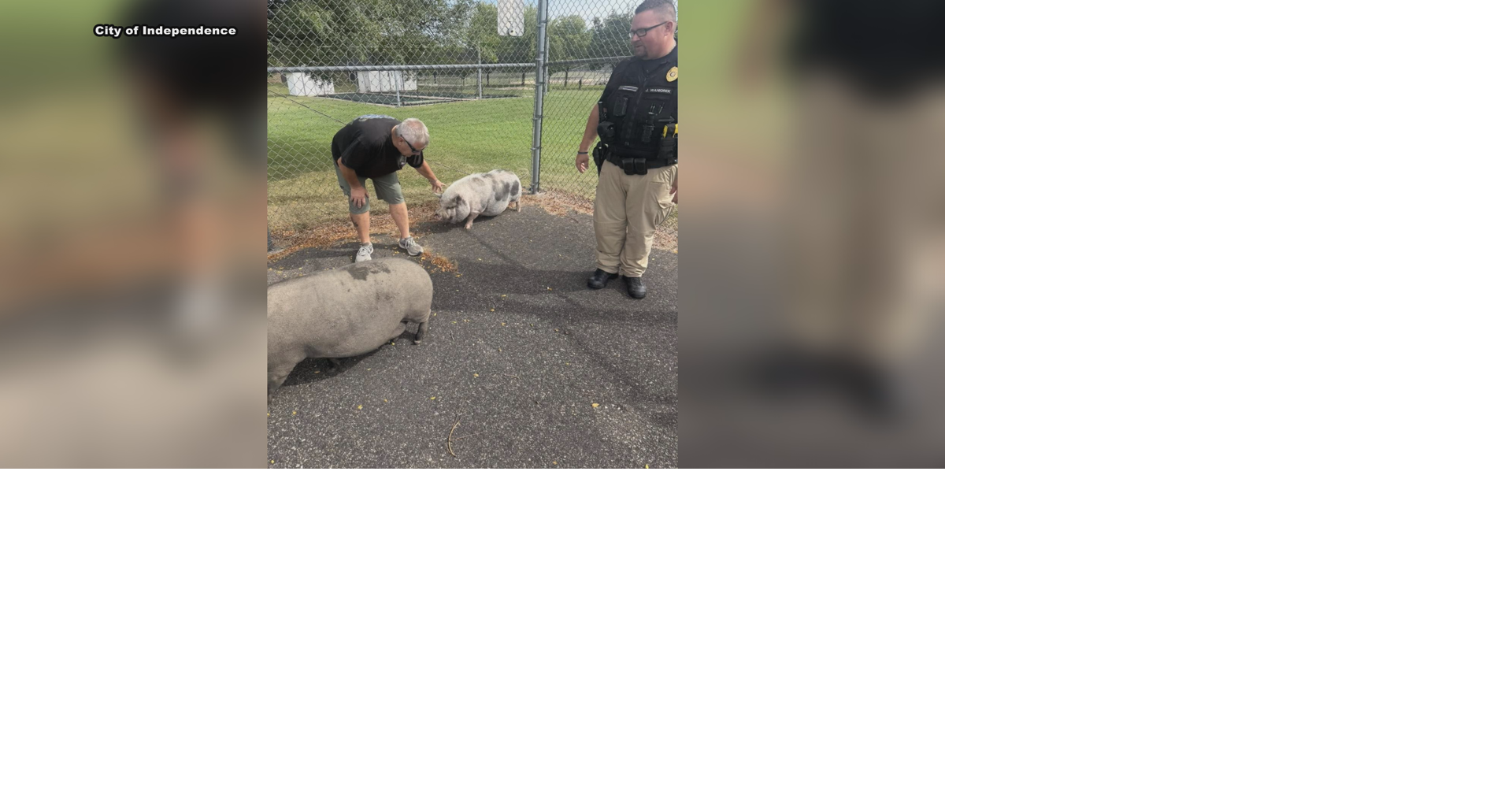 Independence Police reunite pigs with family