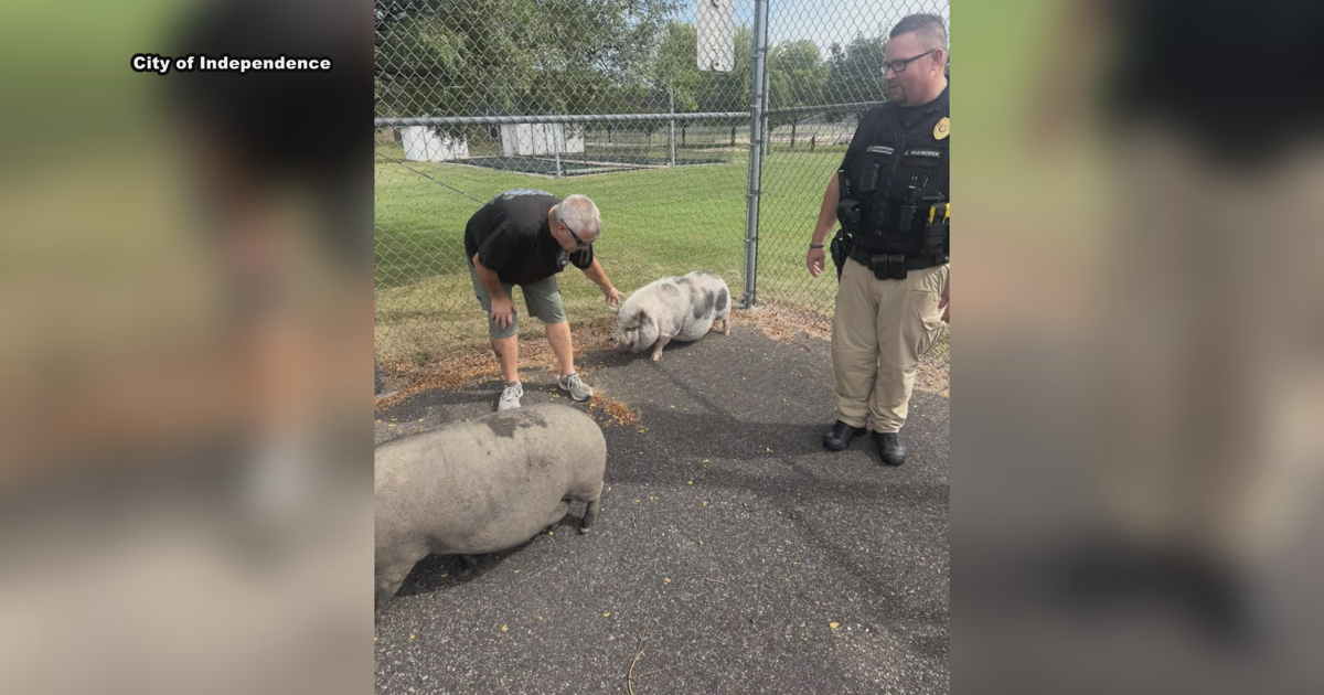 Independence Police reunite pigs with family