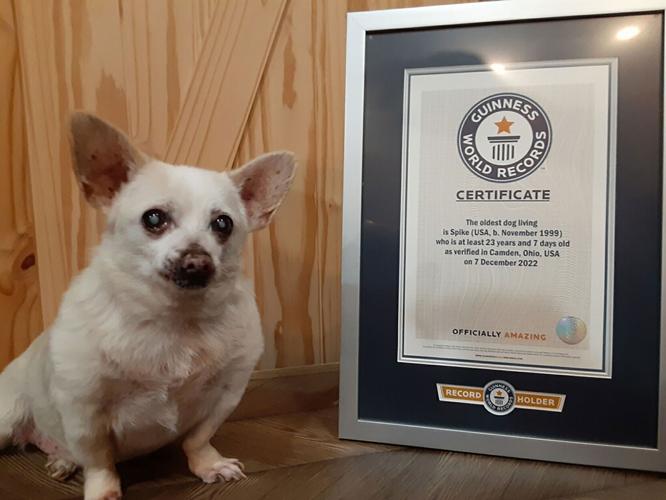 Meet Spike, officially the world's oldest living dog