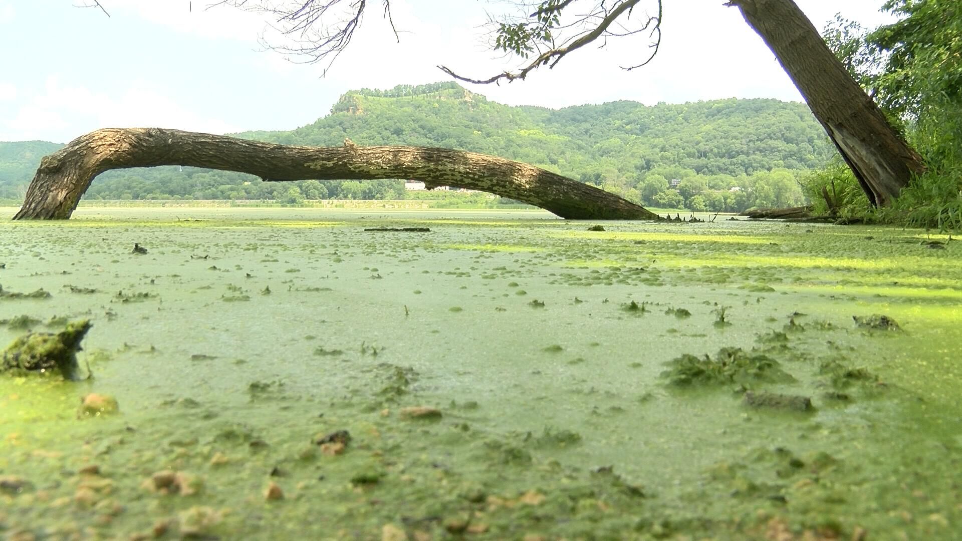 Blue Green Algae Raises Health Concerns News Wxow Com   614352c35d48f.image 