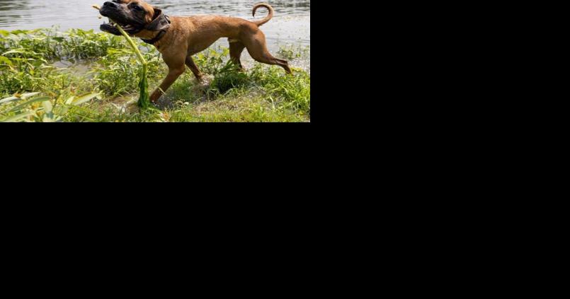Nearly starved to death, dog completes amazing recovery - Vimarsana News