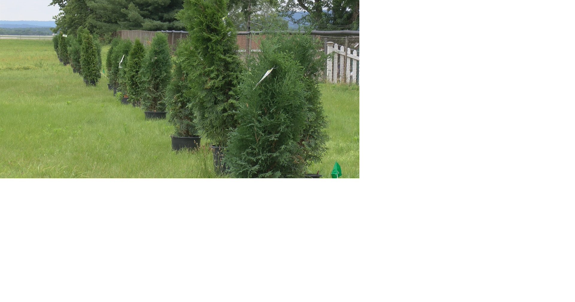 Eagle Scout and others plant 44 trees on French Island for future dog ...