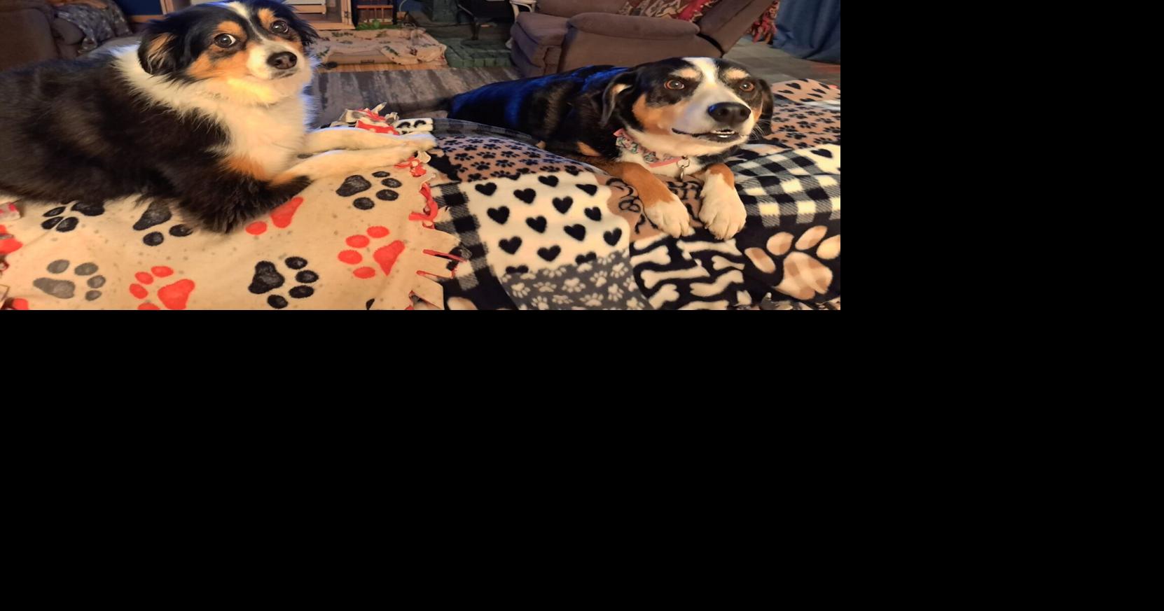 Blankets by Jeff benefits animal rescues nationwide Commerce