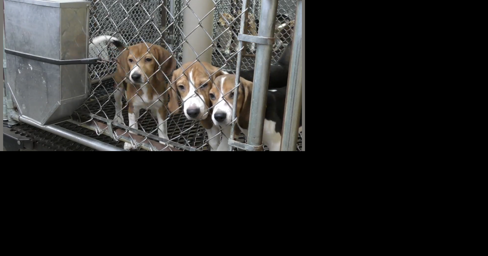 Animal rescue groups reach agreement to acquire 1,500 beagles from ...