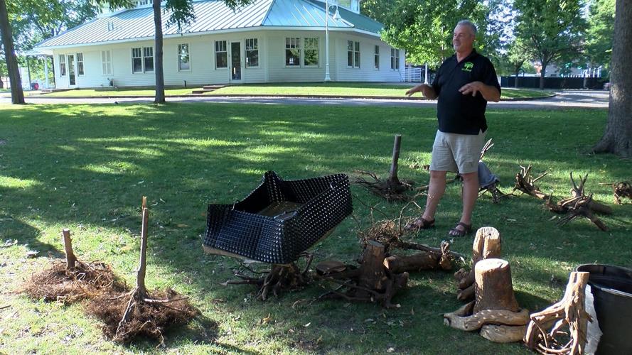 New trees are coming to downtown La Crosse News