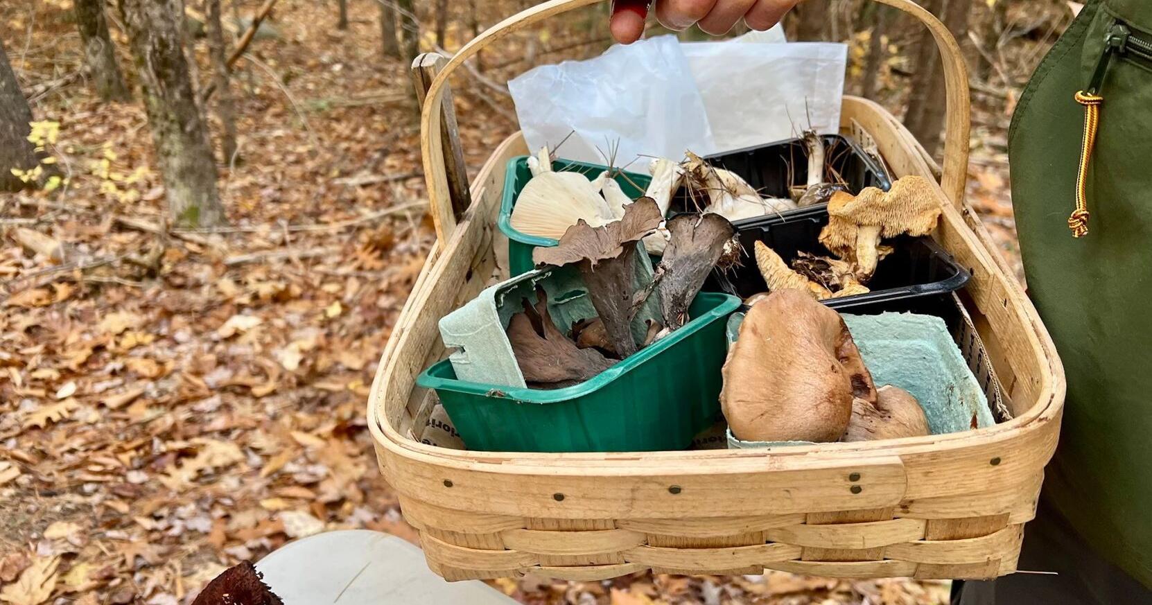 Mushrooms' popularity is booming, but so are poisonings, experts warn | Health - Vimarsana News