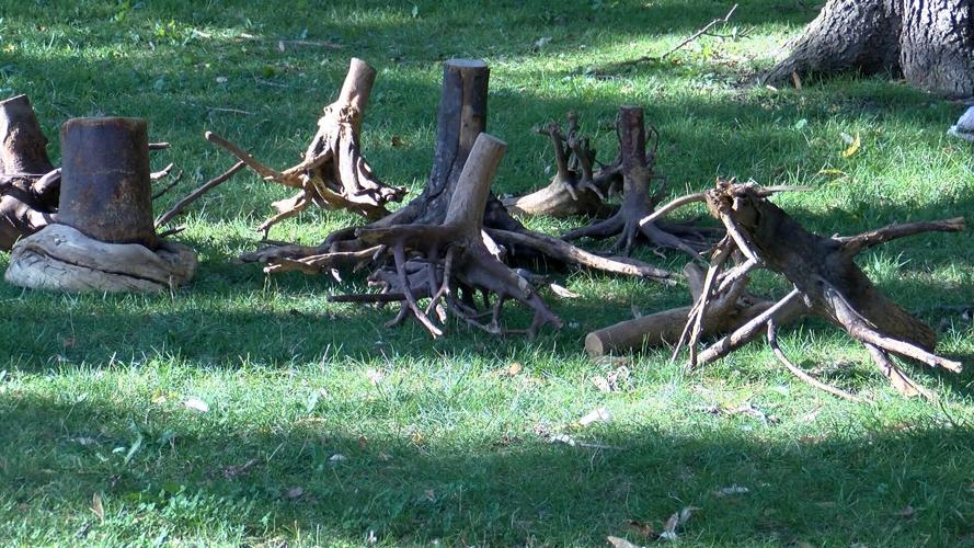 New trees are coming to downtown La Crosse News