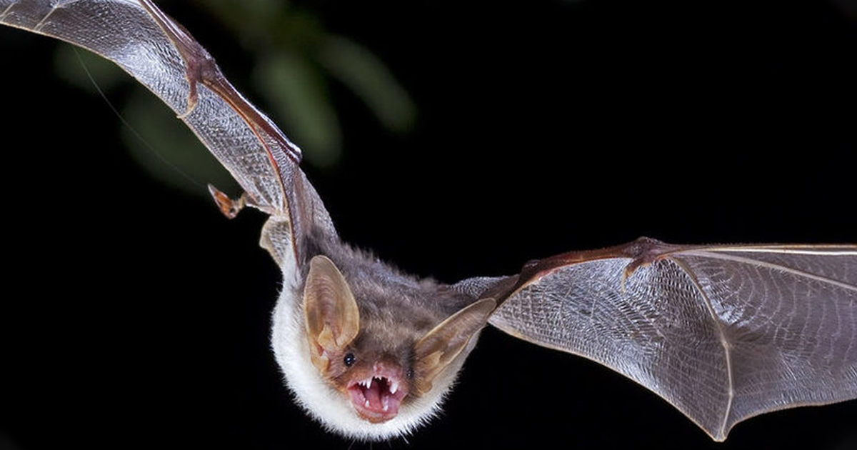 Bat Week DNR calls for bat conservation efforts during International Bat Week ...
