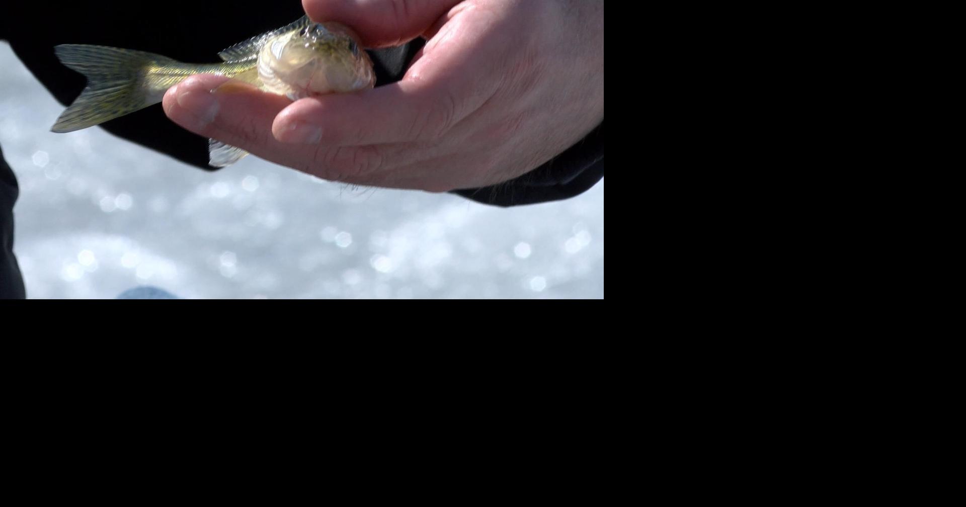Proposals for walleye, catfish and deer regulations received