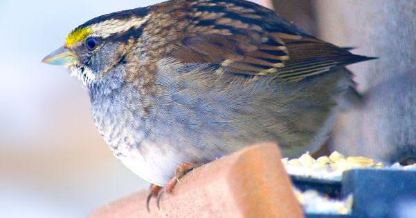 Wisconsin Fat Bird Week returns Friday, May 8