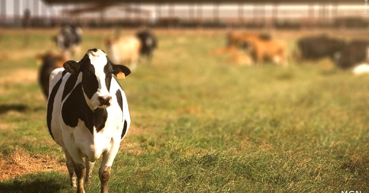 Alice in Dairyland shares tips on supporting local farmers for dairy month - Vimarsana News