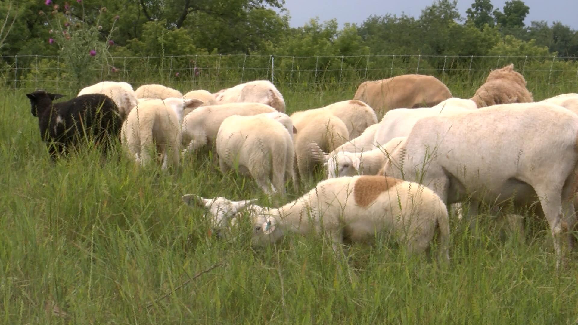 Aiding livestock in Summer heat | News | wxow.com