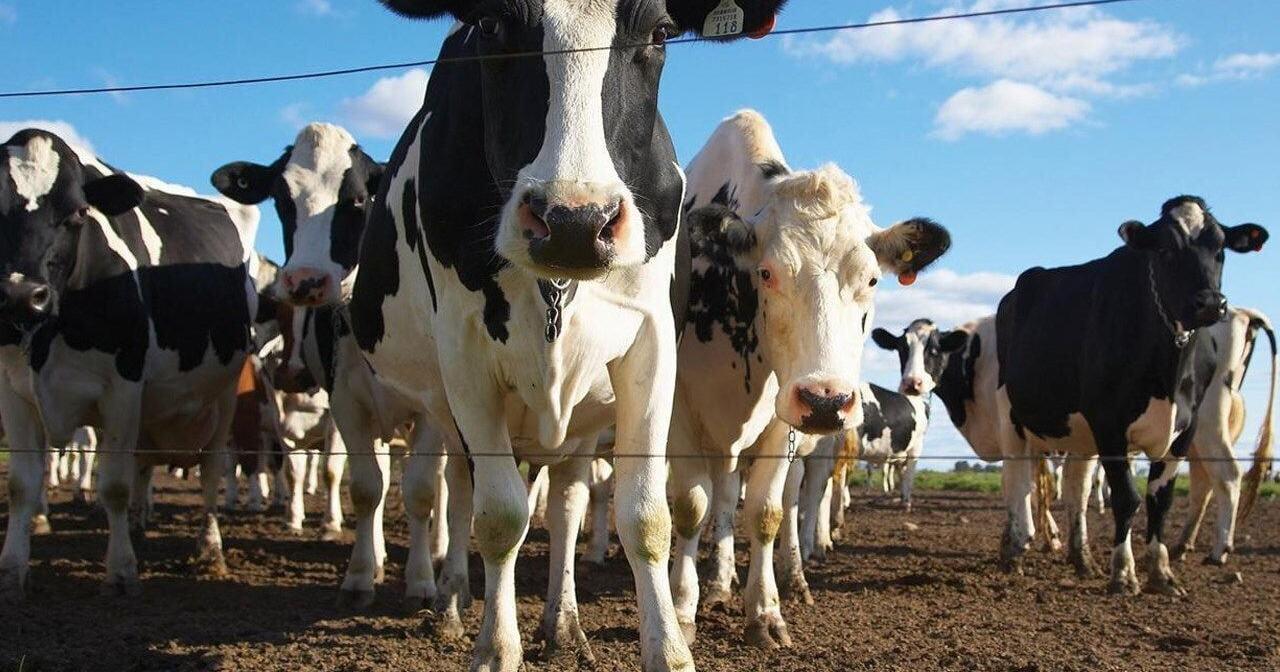 'No one does dairy quite like us': Gov. Evers calls on Wisconsinites to celebrate Dairy Month - Vimarsana News