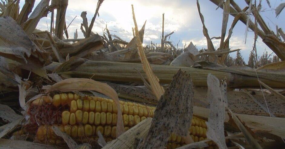 'It just killed it — dead': Invasive species called 'tar spot' devastating Wisconsin corn crops - Vimarsana News