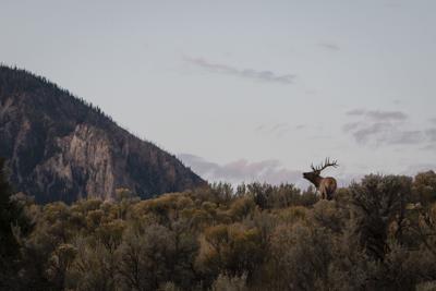Elk Directory Photo