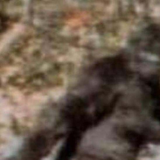 Sasquatch seekers stomp into Toppenish for second Bigfoot