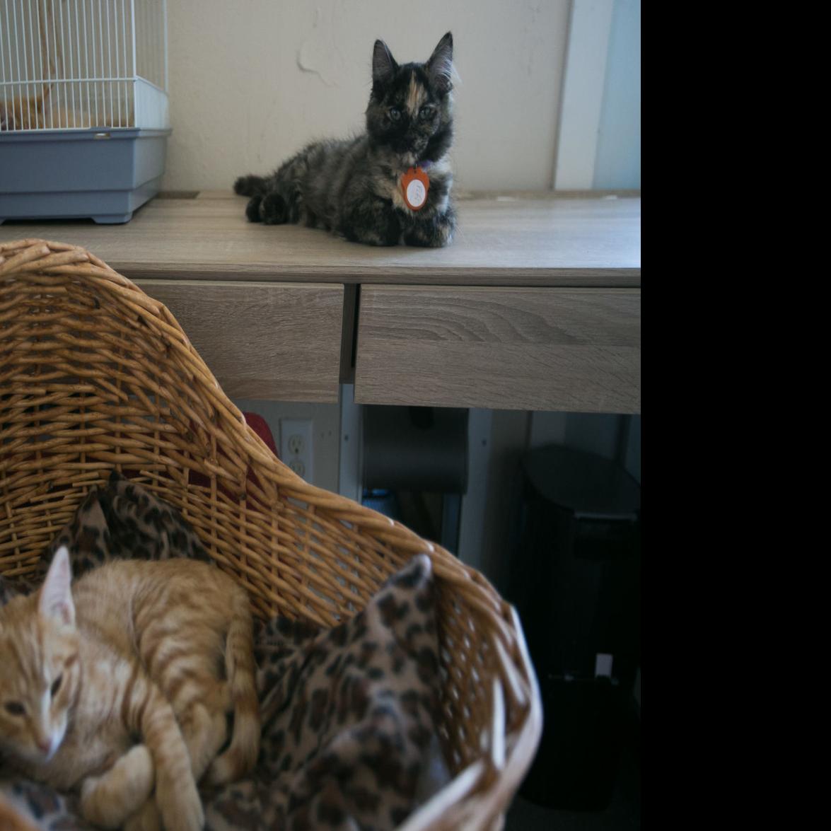 Calico Cat Cafe Temporarily Closed For Repairs Required By Broken