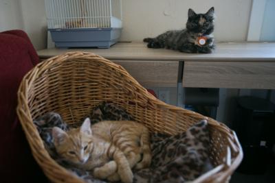 Calico Cat Cafe temporarily closed for repairs required by Calico Cat Cafe temporarily closed for repairs required by