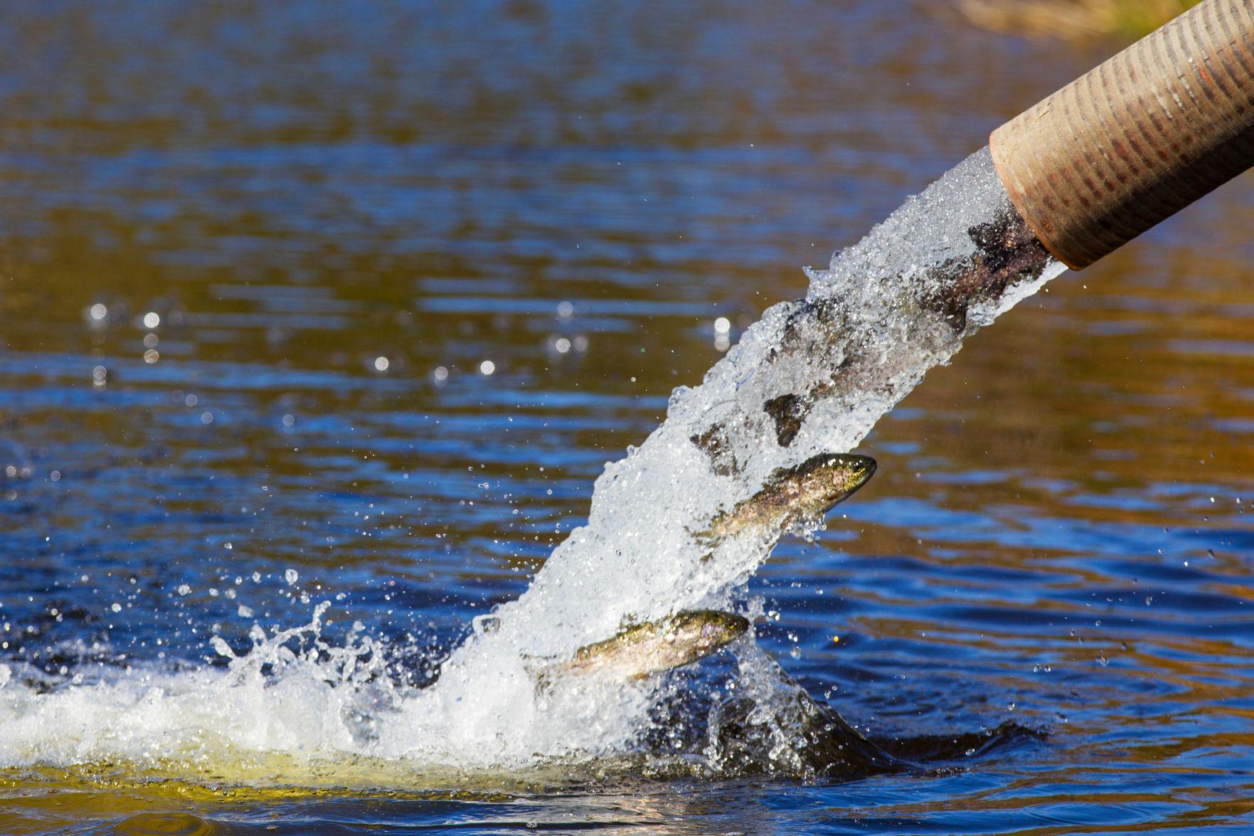Spring Fish Stocking Best Practices for Lakes & Ponds