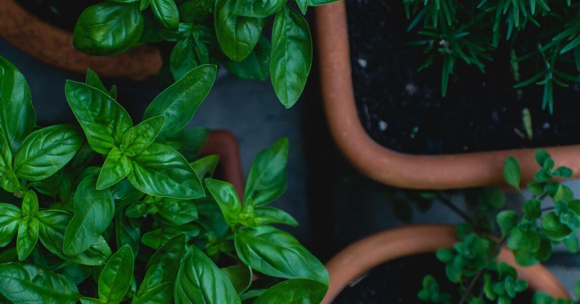 Yakima County Master Gardener: Planning ahead as gardening season approaches | Home And Garden