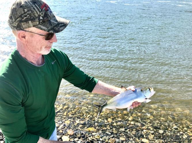 Rob Phillips: There's nothing that can slow the shad, Outdoors and  Recreation