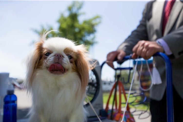 Photos Yakima Valley Kennel Club Dog Show News Photos