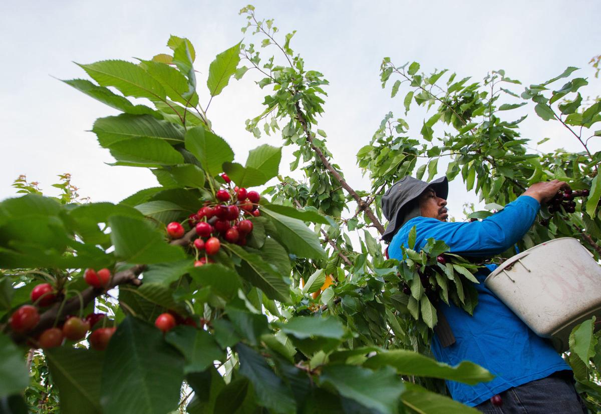 Picking, processing, promoting The challenging world of Yakima Valley
