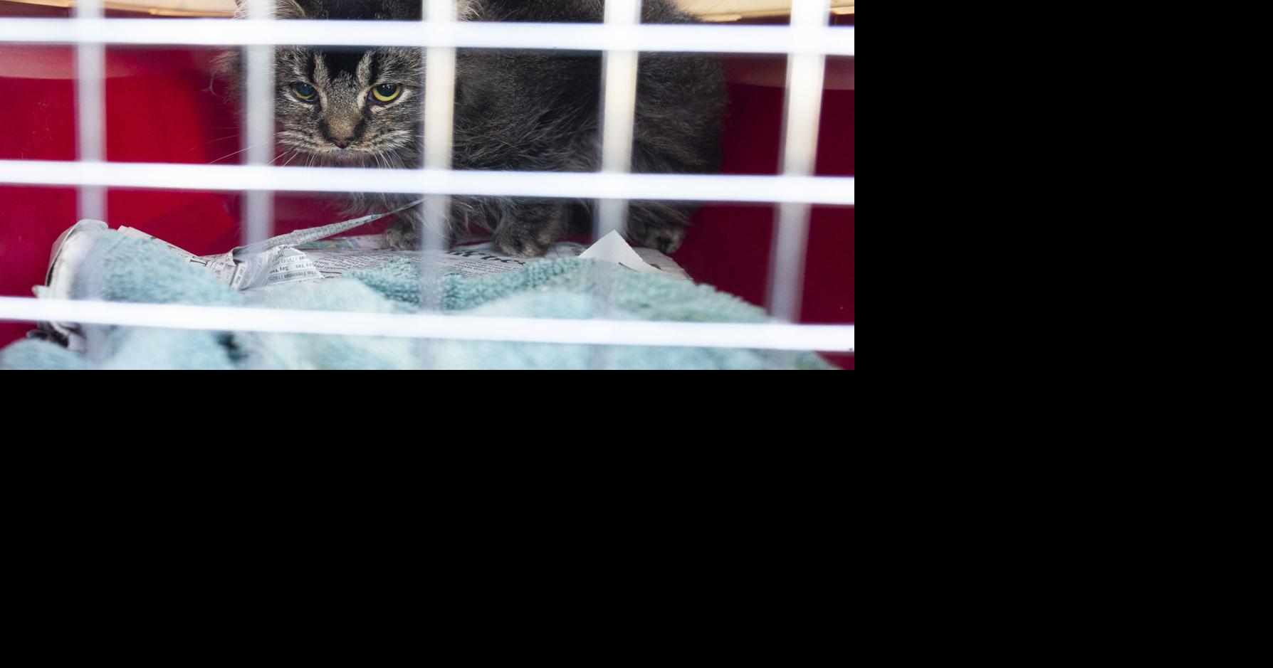 City of Yakima considers new animal control regulations, fees