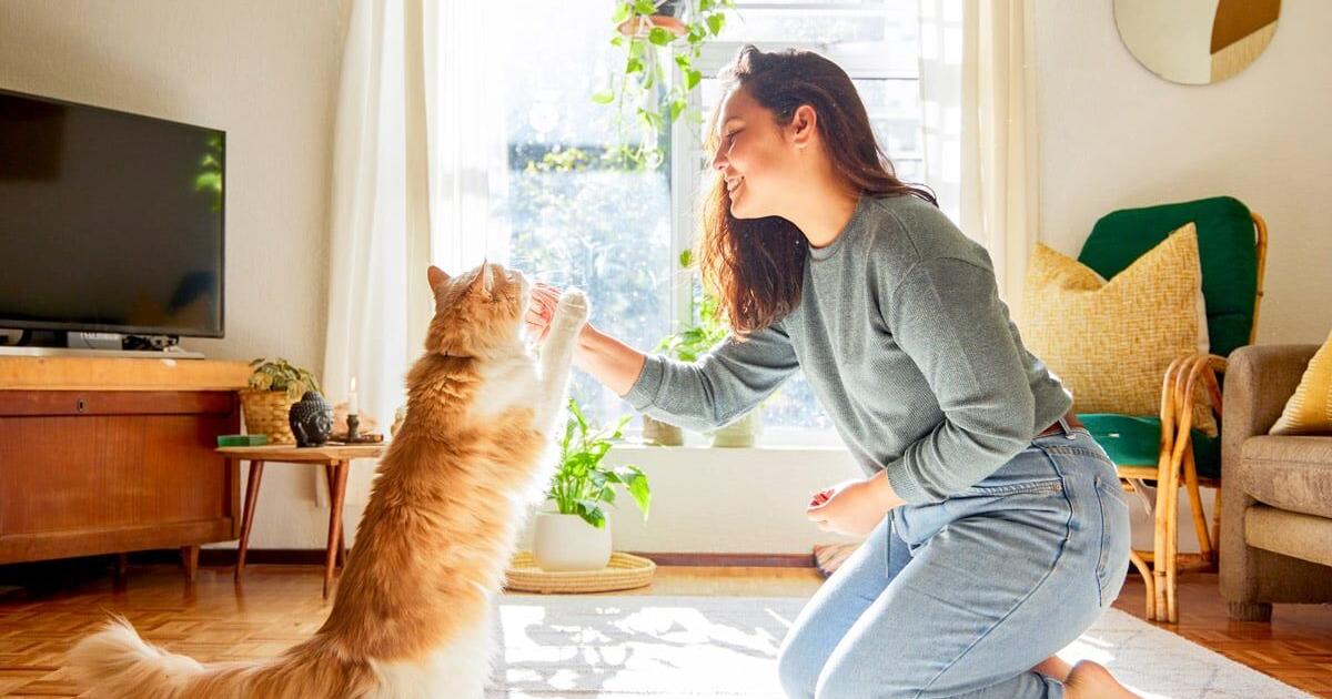 Penny-Pinching for Pet Owners: Save With DIY Cat Toys and Treats