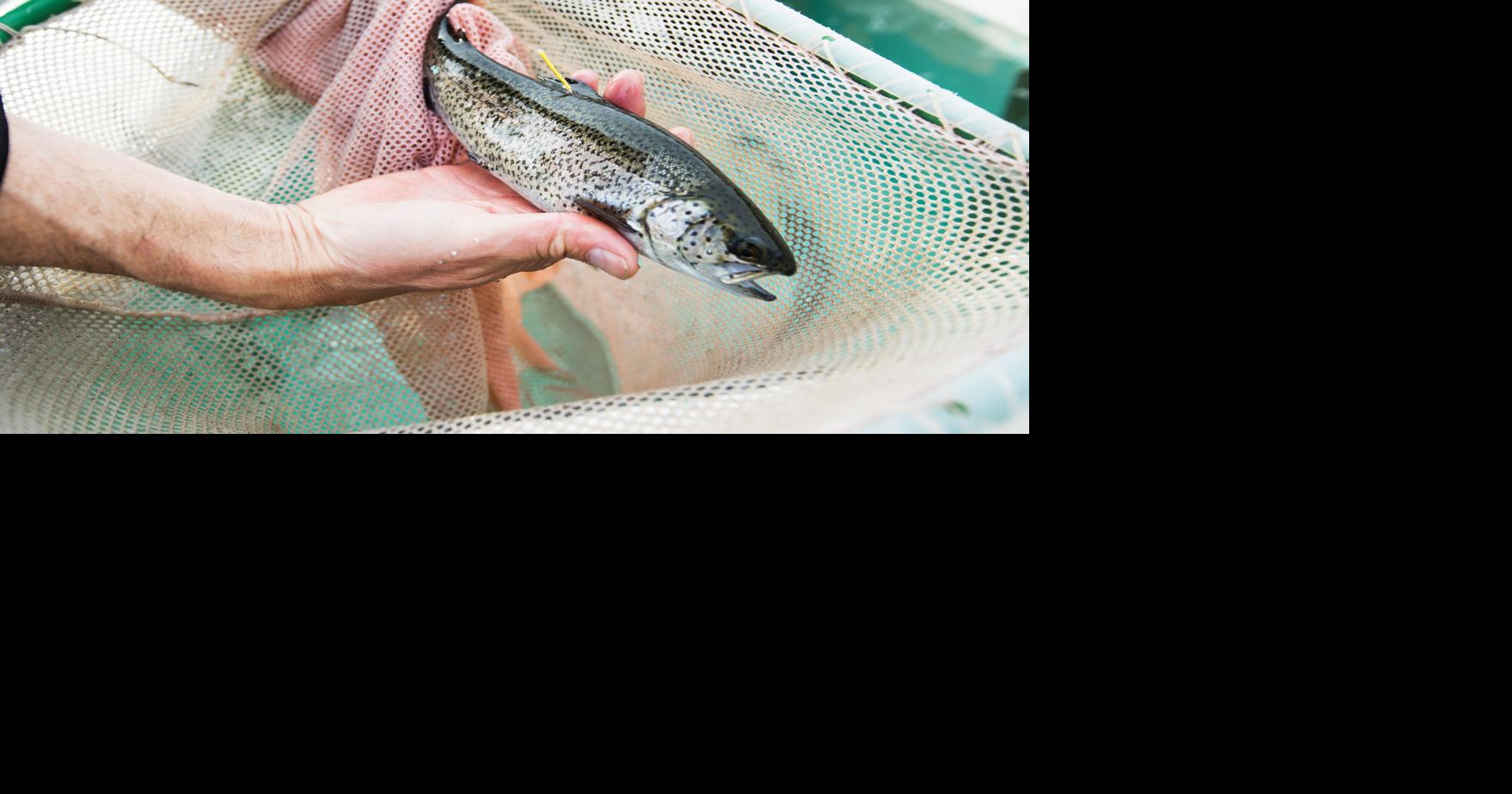 Naches Fish Hatchery may escape closure | Local | yakimaherald.com