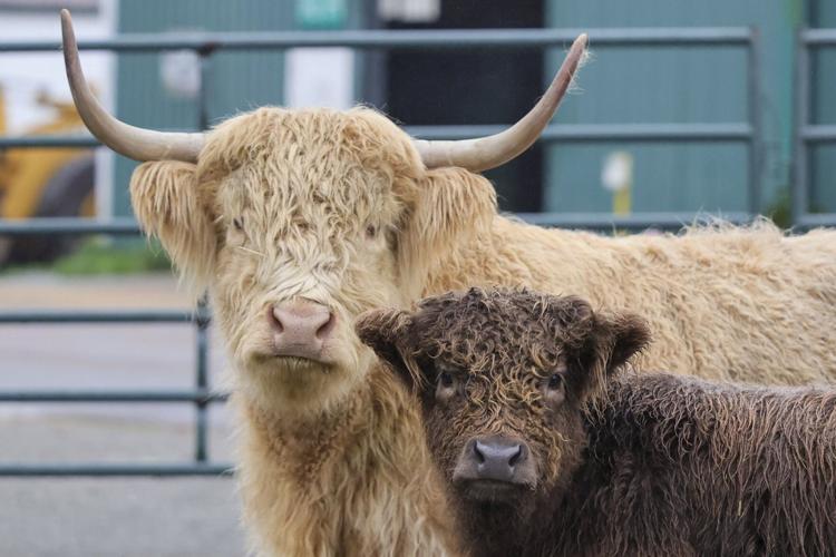 For livestock owners in WA floods, evacuating is extra complicated