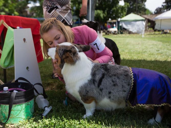 Photos Yakima Valley Kennel Club Dog Show News Photos