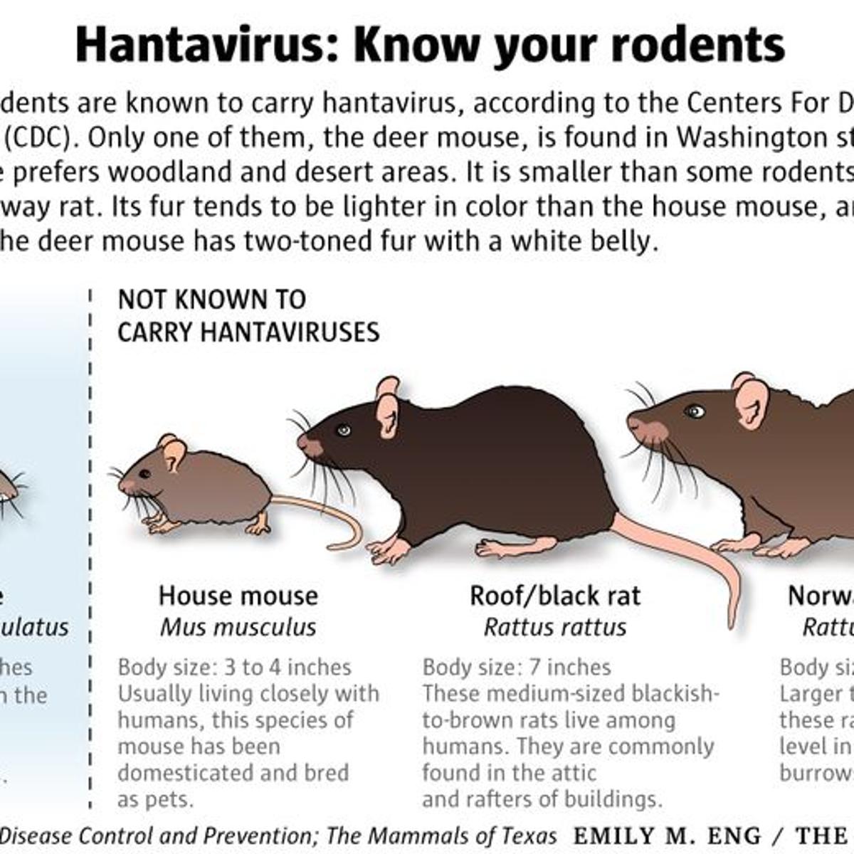 Deer Mice Cute But Potentially Deadly Carriers Of Hantavirus News Watch Yakimaherald Com